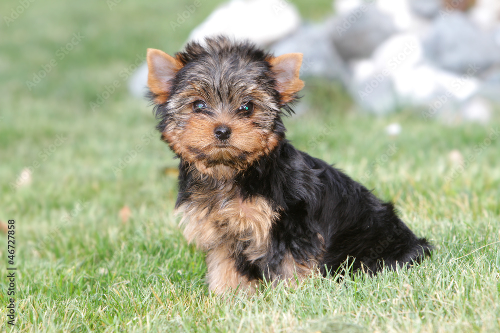 yorkshire terrier puppy on natural background yorkshire terrier puppy on natural background