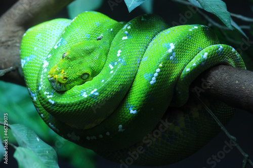Green tree Python