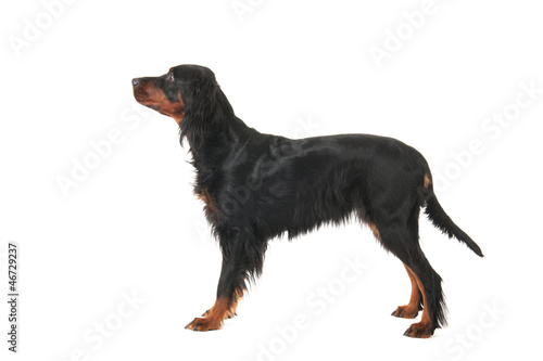 Tableau sur toile Gordon Setter
