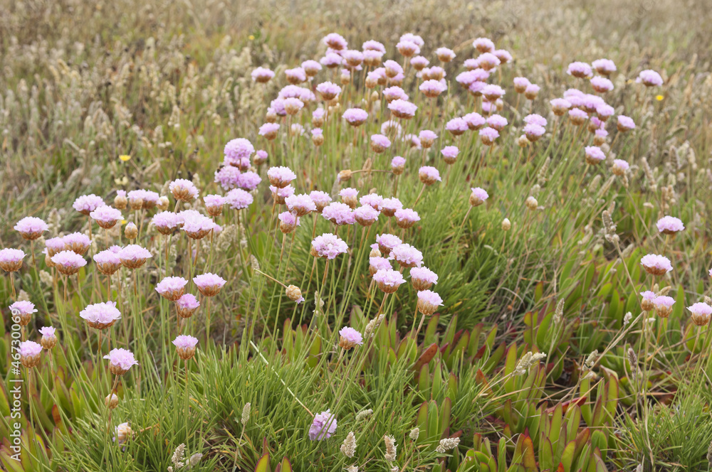 Spiny Thrift Spiny Thrift
