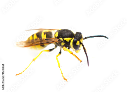 wasp on a white background. macro