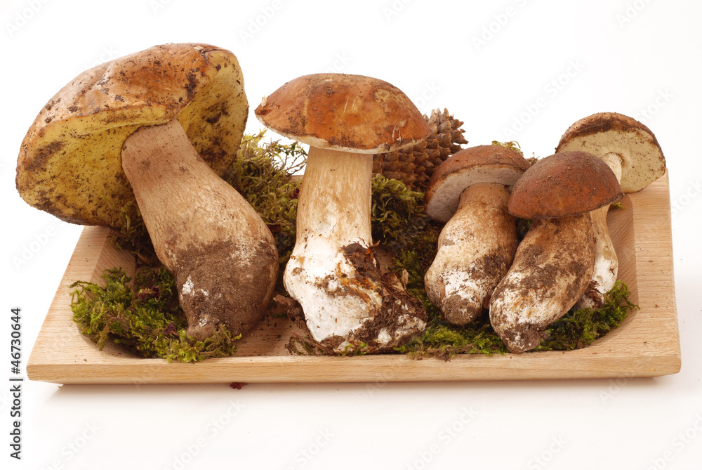 FUNGHI PORCINI ( MUSHROOMS ) FUNGHI PORCINI ( MUSHROOMS )