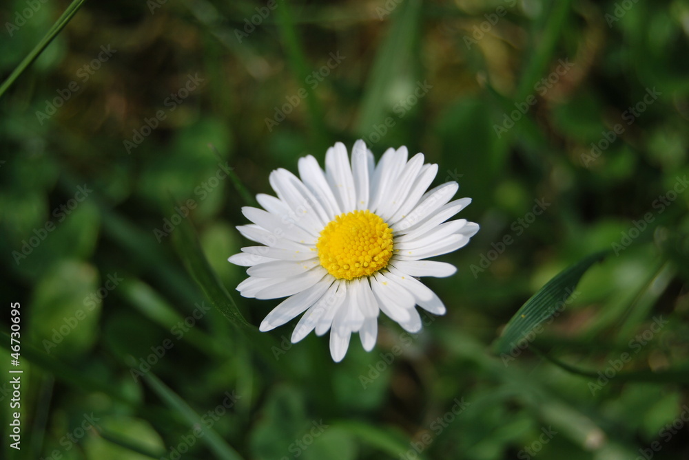 Obraz premium Pâquerette fleur du jardin