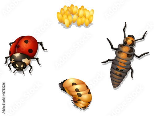 ladybug life cycle © blueringmedia