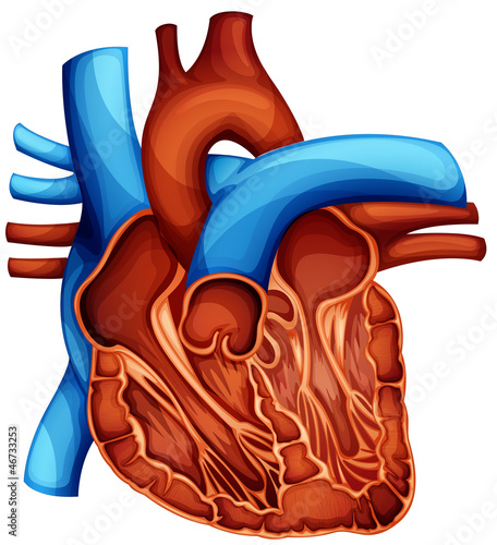 Принти на полотні human heart
