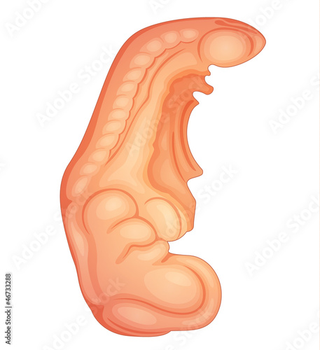 human embryo