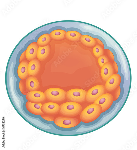 blastocyst