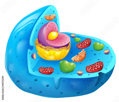 eukaryotic cell