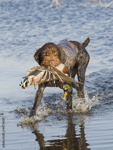 Drahthaar Hunting Dog with a Drake Mallard © Steve Oehlenschlager