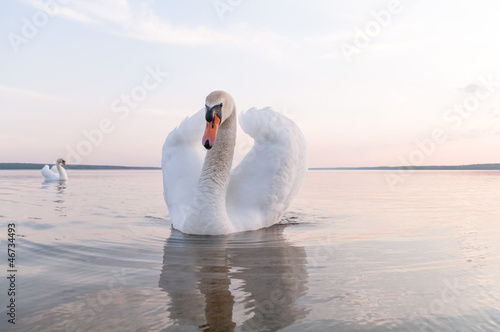 swan