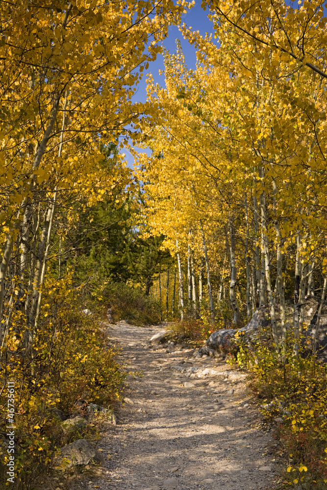 Obraz premium Scenic Path Through Golden Aspens in Grand Teton National Park