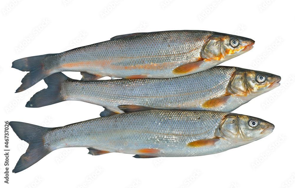 Fishes (Leuciscus brandti) 3 Fishes (Leuciscus brandti) 3