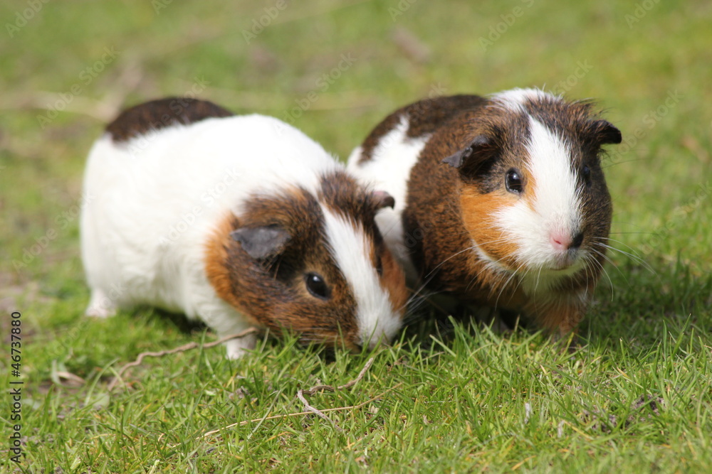 Meerschwein Meerschwein