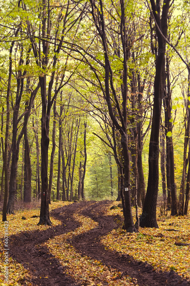 autumn in the forest