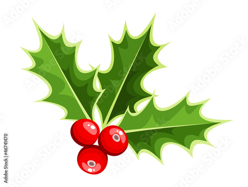 Christmas holly. Vector illustration.