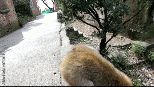 barbary ape gibraltar