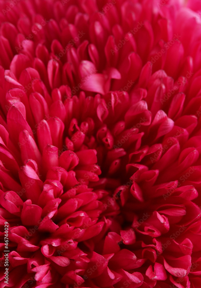 pink aster flower, close up