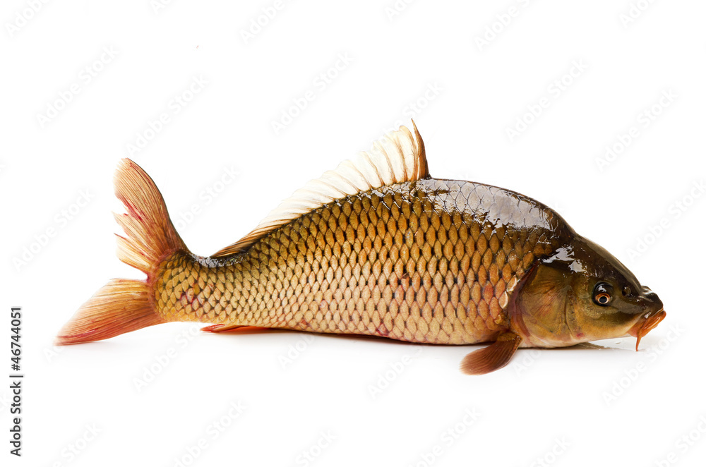 Carp has tasty dietary meat. Fishing carp great pleasure. Carp has tasty dietary meat. Fishing carp great pleasure.
