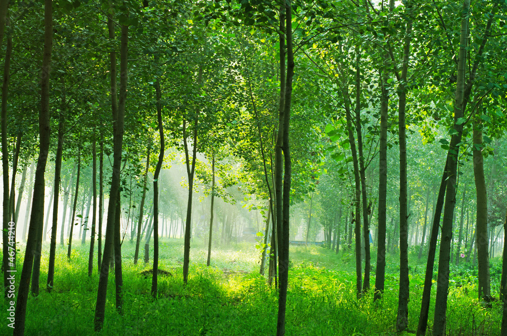 Obraz premium Woods sun