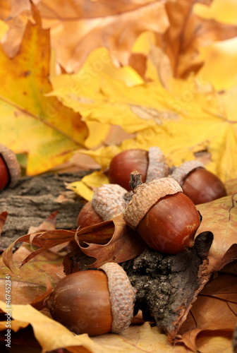 brown acorns on autumn leaves, close up