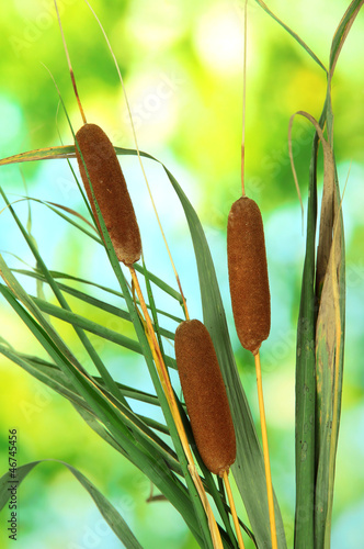 reeds on green background photo