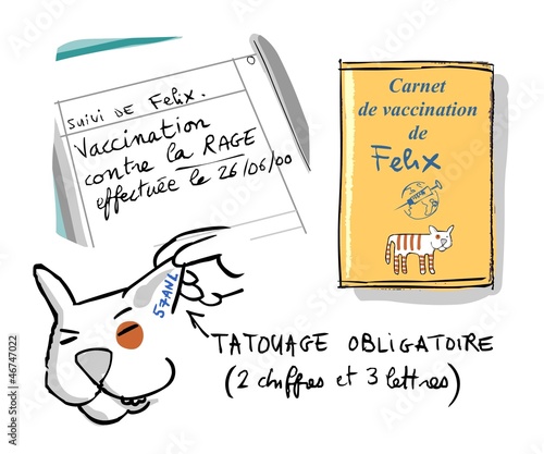 Voyager avec un chat