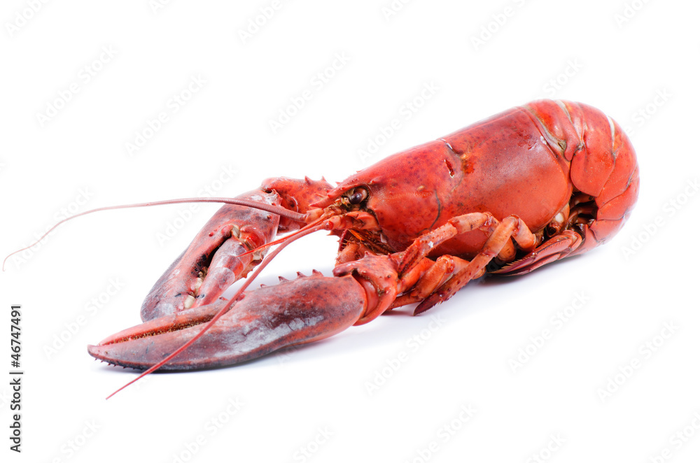 Red lobster isolated Red lobster isolated