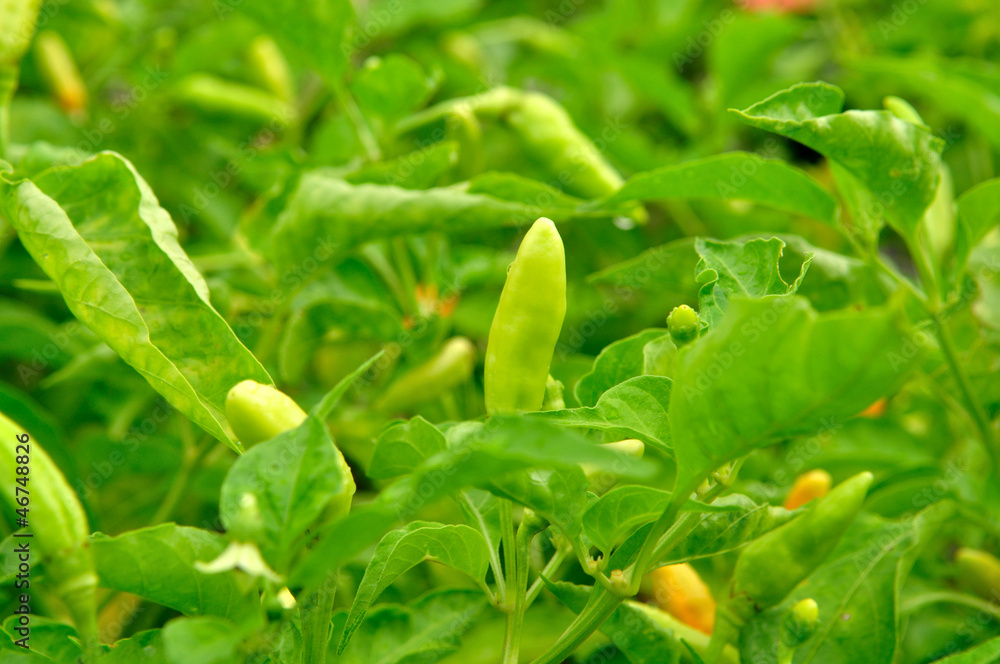 Green chilli in farm Green chilli in farm