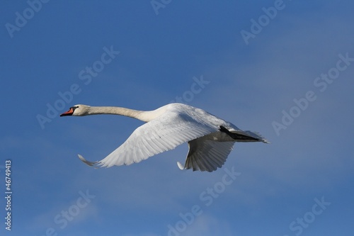 Swan (Cygnus olor) flying in the blue sky.