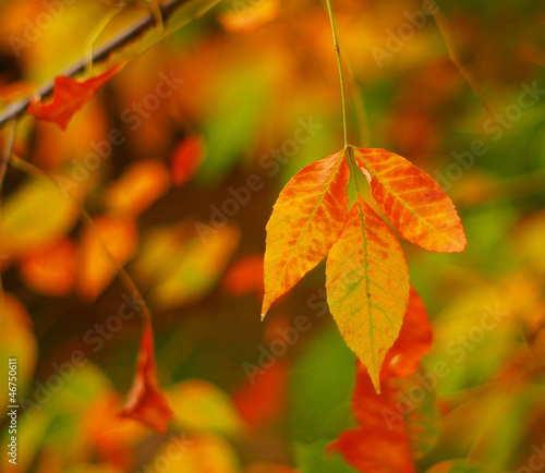 beautiful leaves