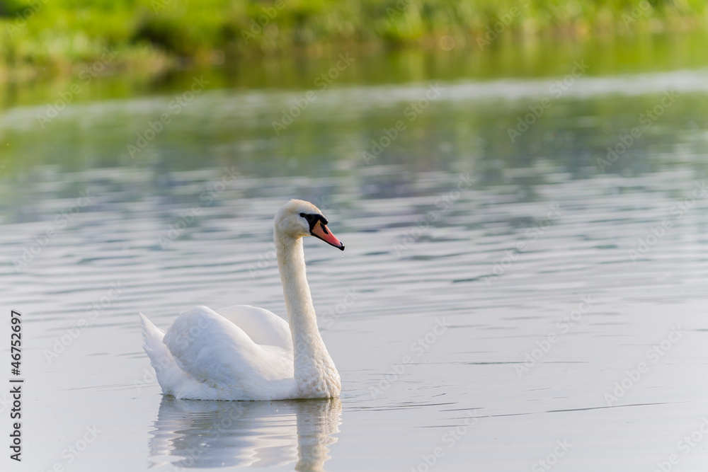 One swan swimming