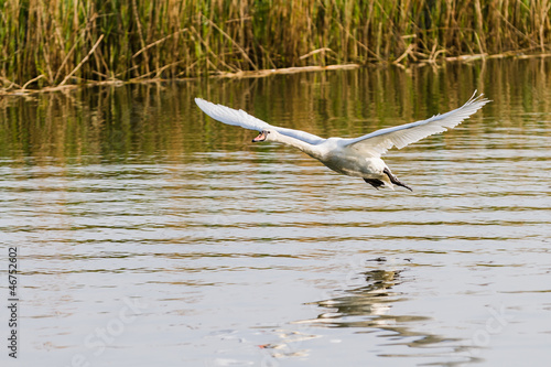 One swan flying photo