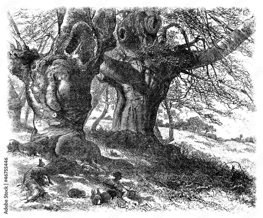 Obraz premium BigTrees & Rabbits