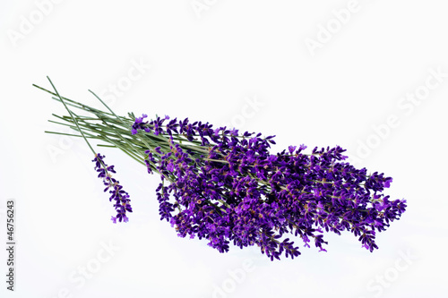 Lavendel vor wei  em Hintergrund