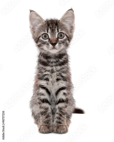 Wallpaper Mural gray striped kitten with a surprised grimace Torontodigital.ca