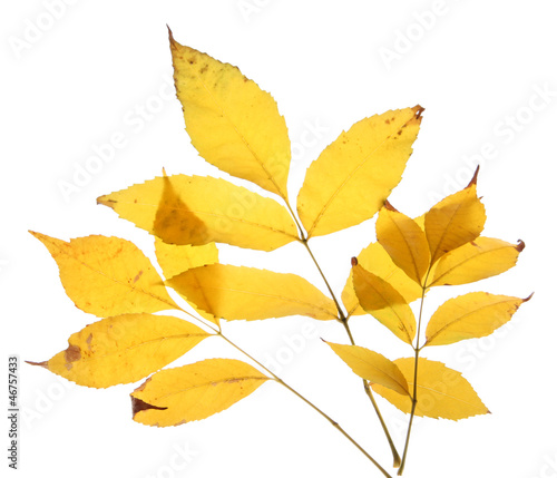 bright autumn leaves  isolated on white