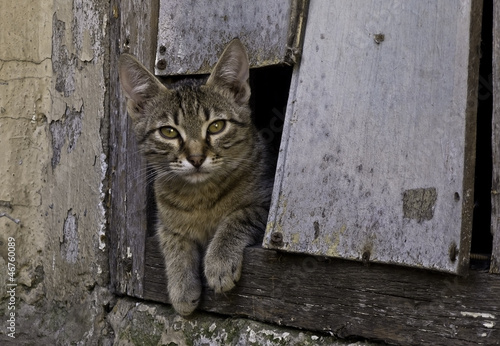 stray cat © bobra