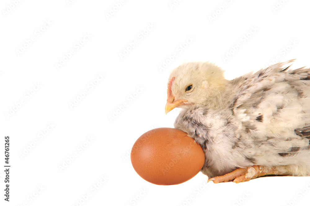 Obraz premium Kücken mit Ei