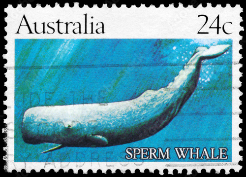 AUSTRALIA - CIRCA 1982 Sperm Whale