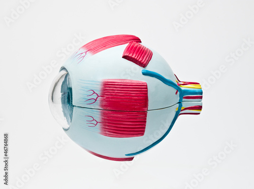 Human eye model tool for anatomic medical students