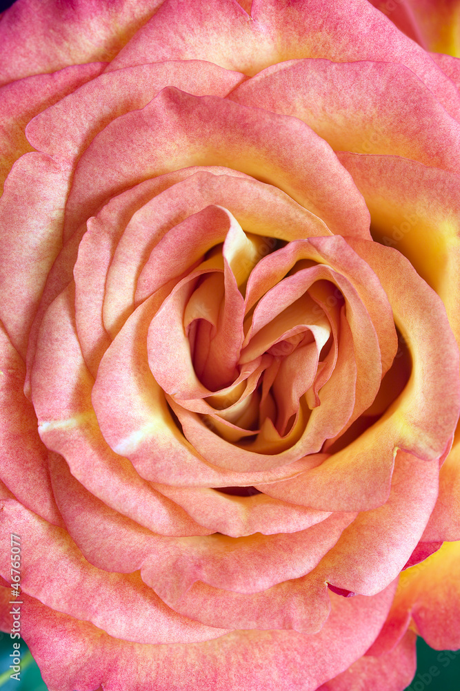 Orange rose flower Orange rose flower