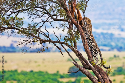 Wild leopard on the Maasai Mara, Kenya, Africa
