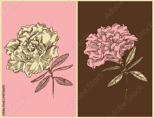 Azaleas. Vintage floral design. Vector illustration.