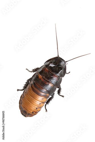 Madagascar hissing cockroach