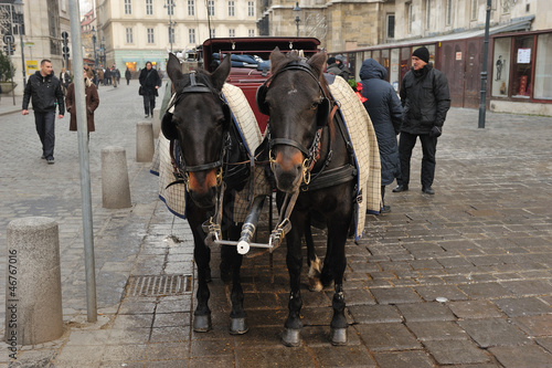 Cavalli in carrozza photo