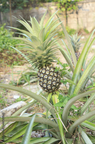 Pineapple Plant and Fruit