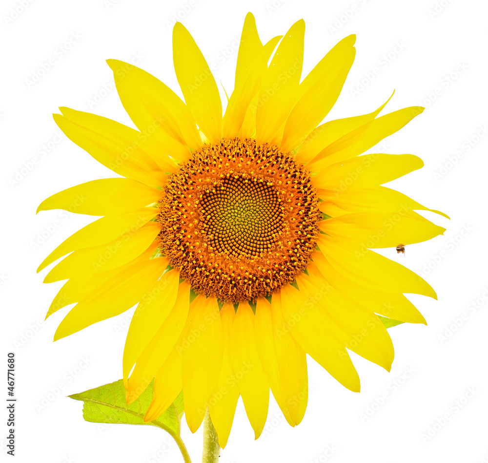 Fototapeta premium Sunflower