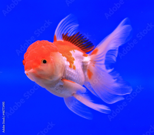 Goldfish in a glass cabinet © Photo Gallery