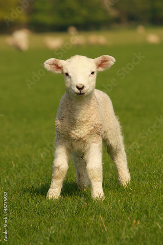 curious little lamb 2