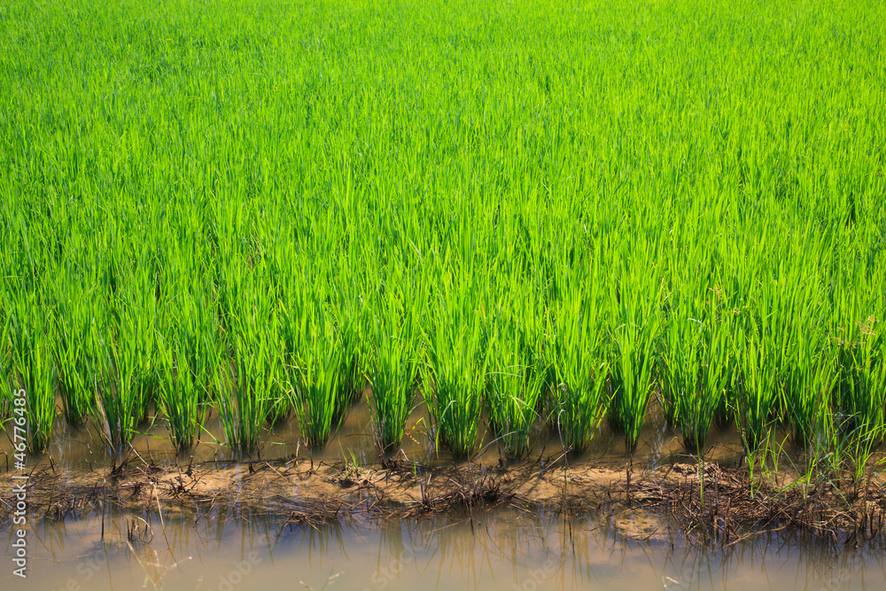 Obraz premium green rice field